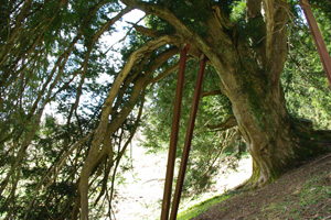 ▲At the age of approximately 1,500 years, the old tree still seems to be full of vitality.